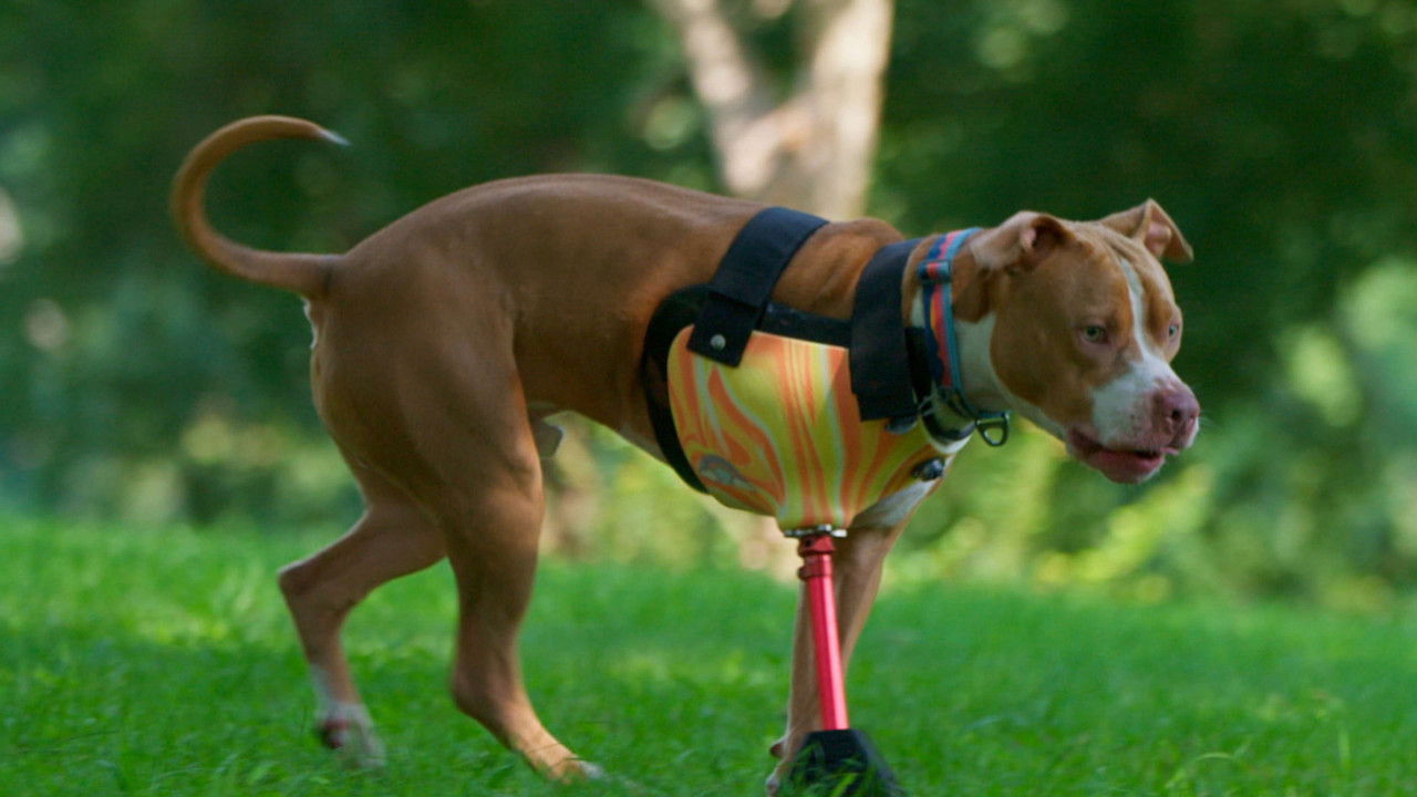 The Wizard of Paws - Season 5 Episode 1 : Sister, Sister