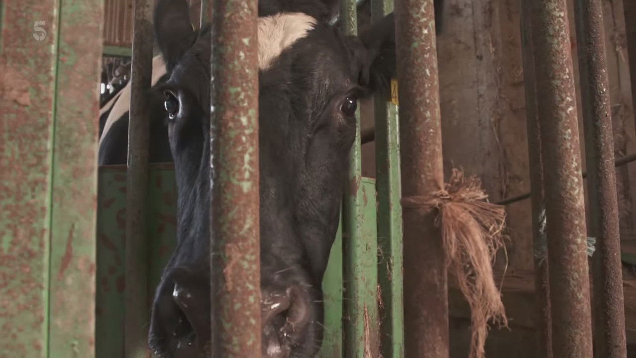 The Yorkshire Vet - Season 14 Episode 2 : Episode 2