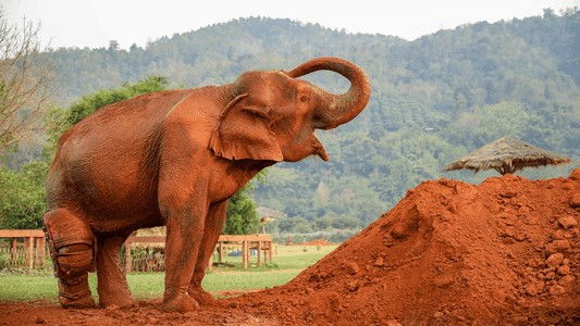 The Wizard of Paws - Season 4 Episode 10 : Love & Elephants Part 1