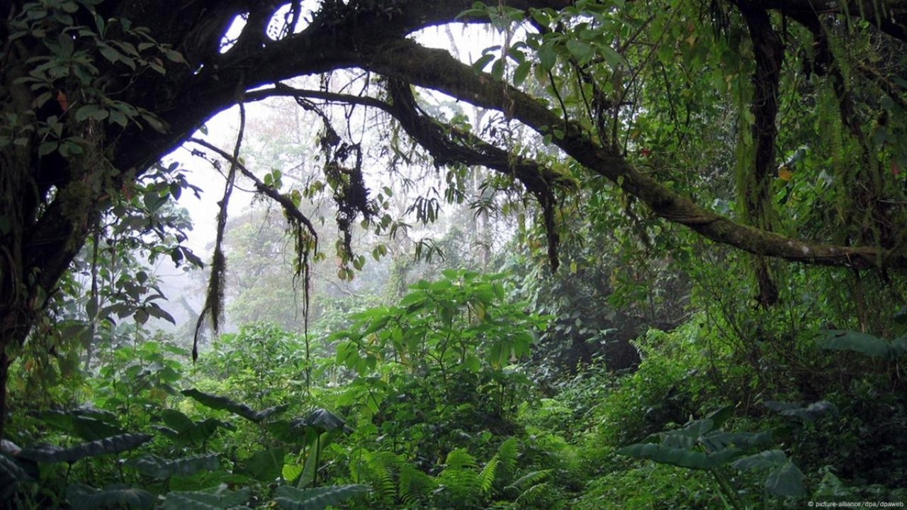 Song from the Forest