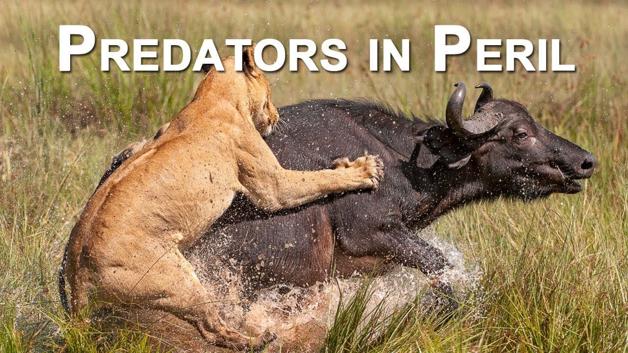 Scen från Predators in Peril