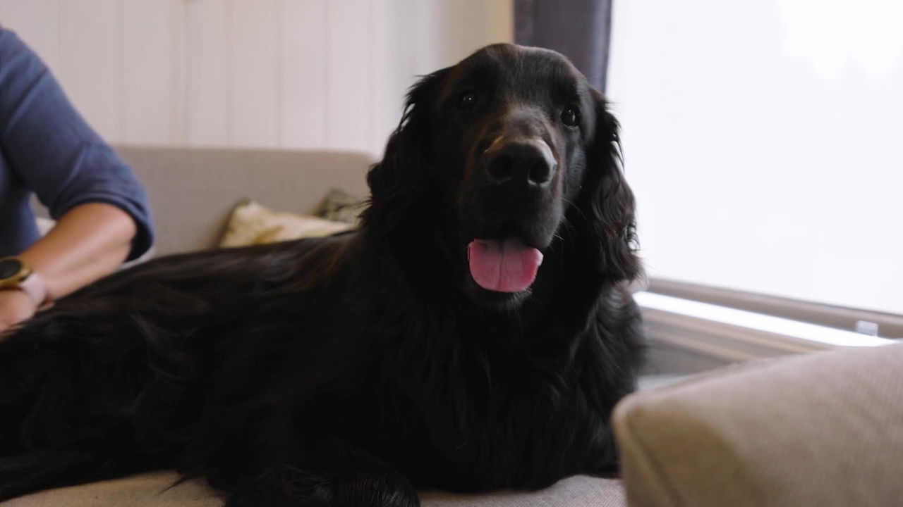 Kom'a, Tjukken! backdrop image