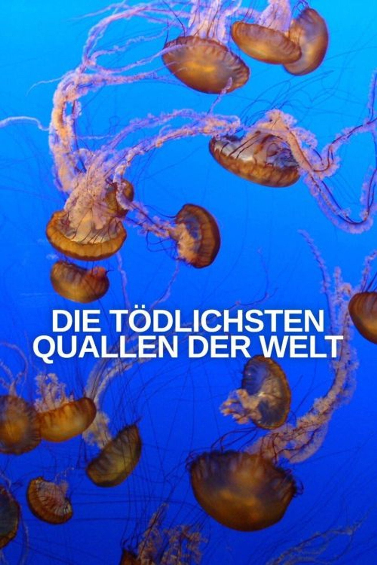 World’s Deadliest Jellyfish Backdrop