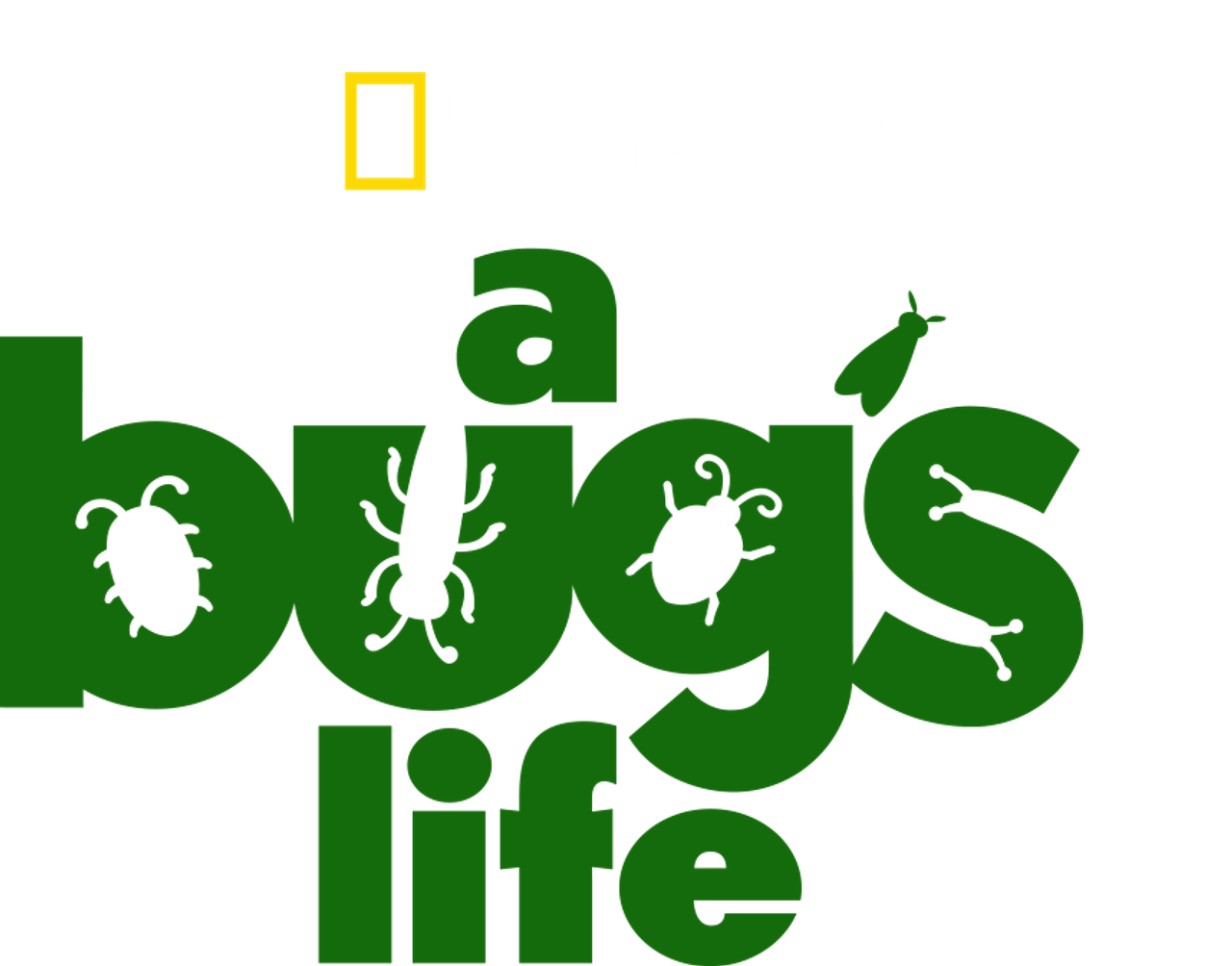 Настоящая жизнь жука
