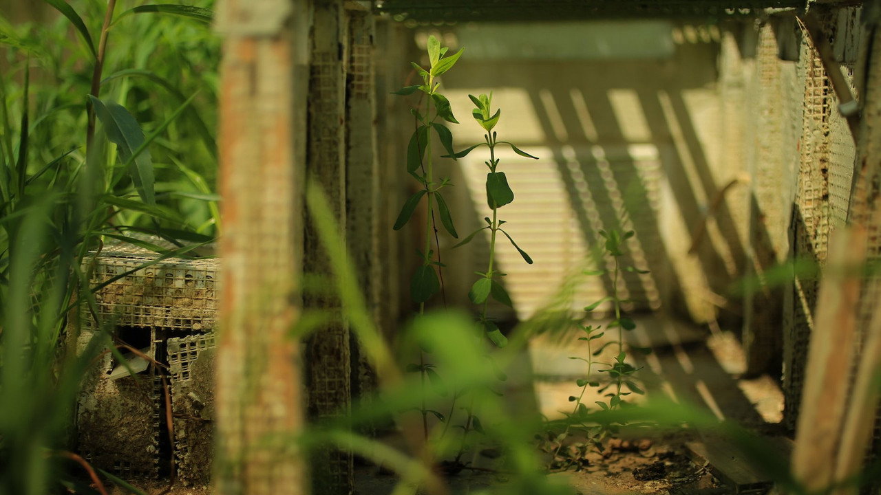 Abandoned Gardens backdrop