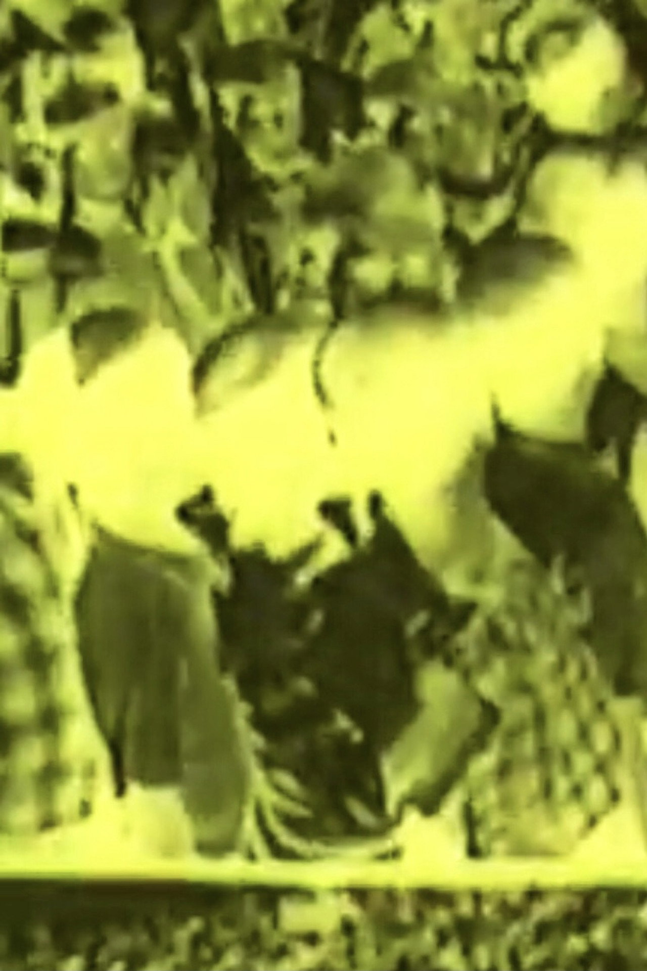 Liber Zuviel Als Zuwenig filmaffisch