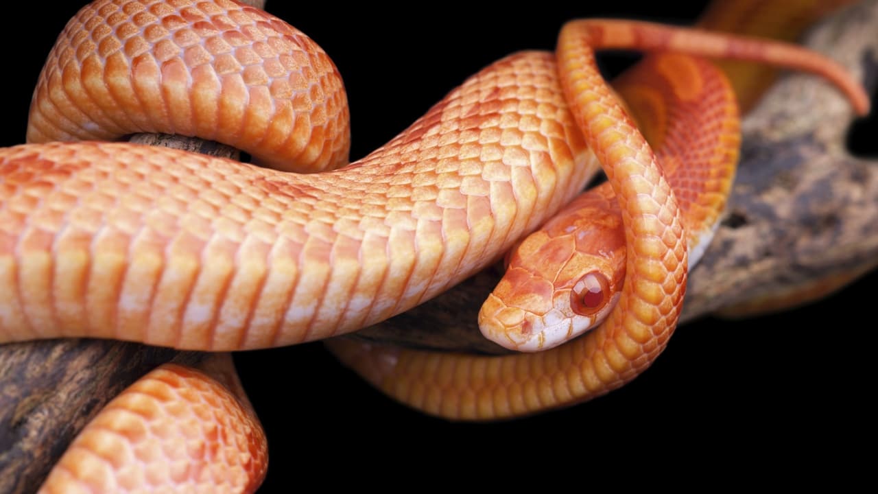 Nature - Season 21 Episode 8 : The Reptiles: Snakes