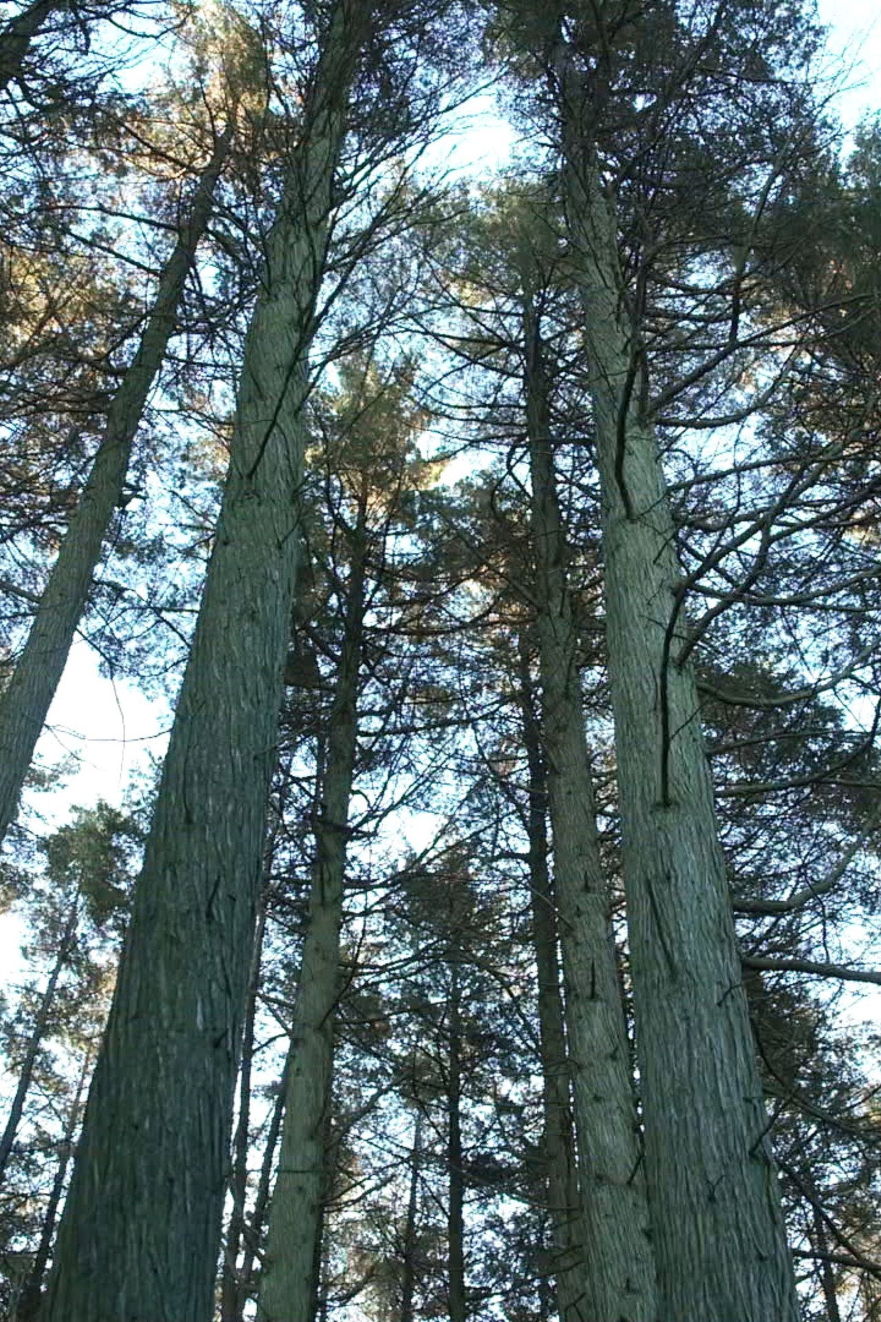 Keeping the Pinelands filmaffisch