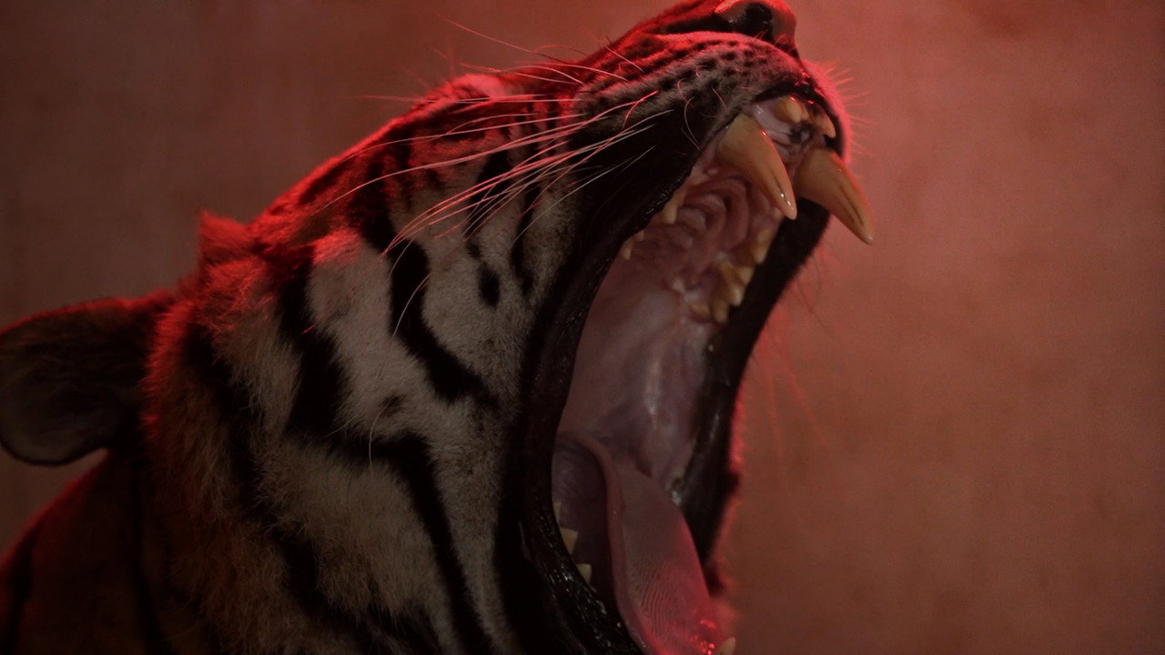 Immagine di copertina del trailer di Controversion of Conservation