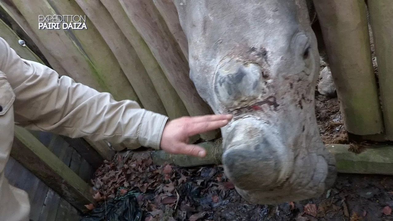 Expédition Pairi Daiza backdrop