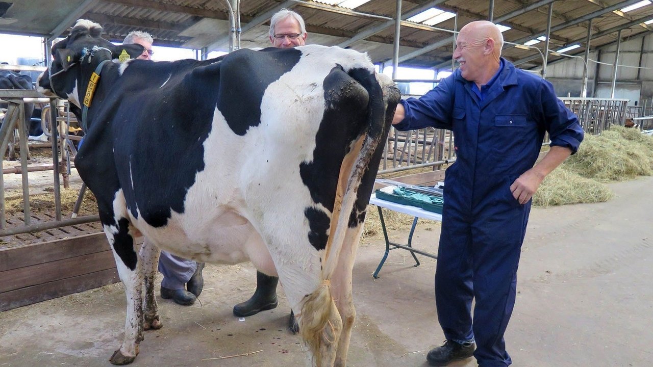 The Incredible Dr. Pol - Season 11 Episode 1 : It's All Dutch to Me