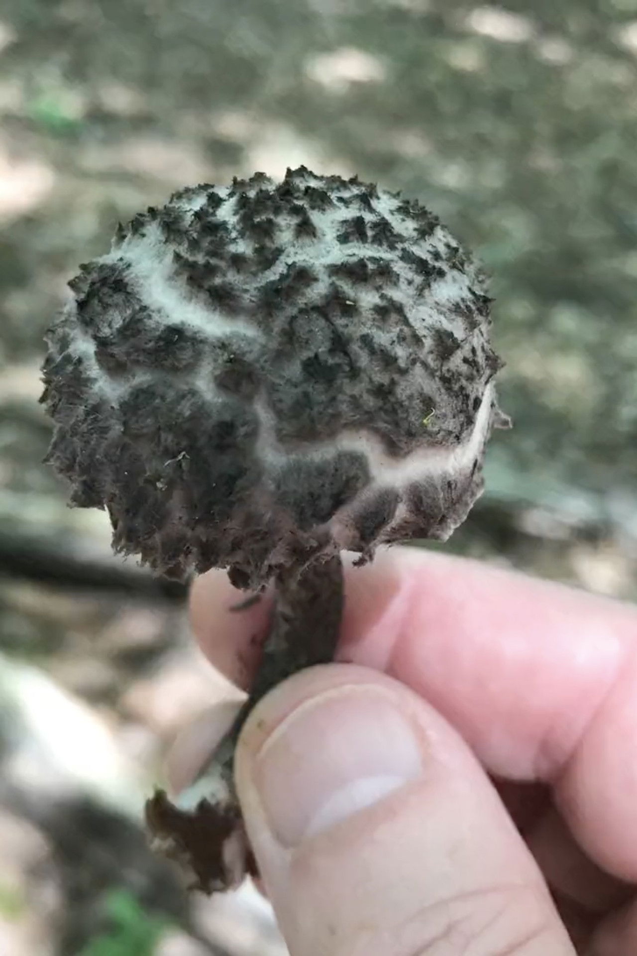 EROS BDAY MUSH.mov Backdrop