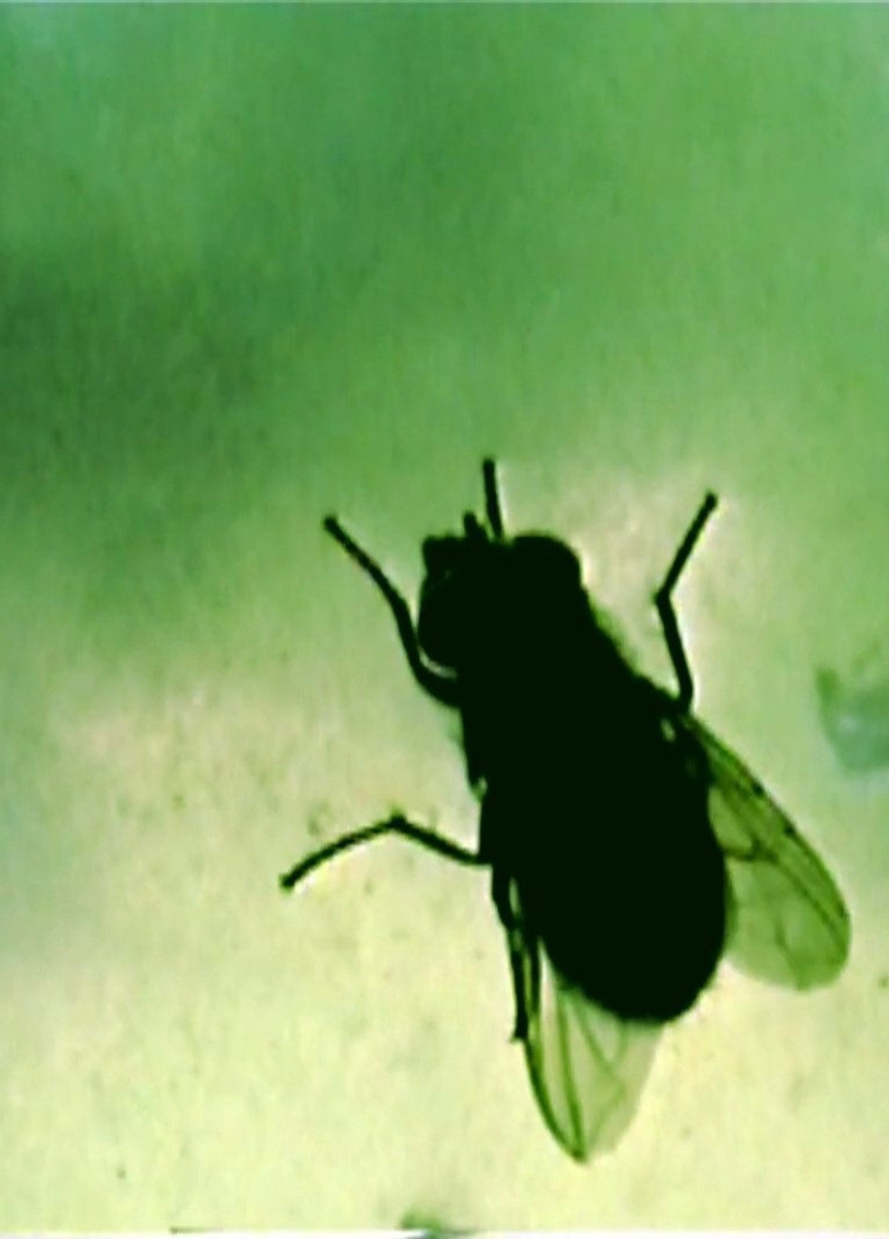 Octagon filmaffisch