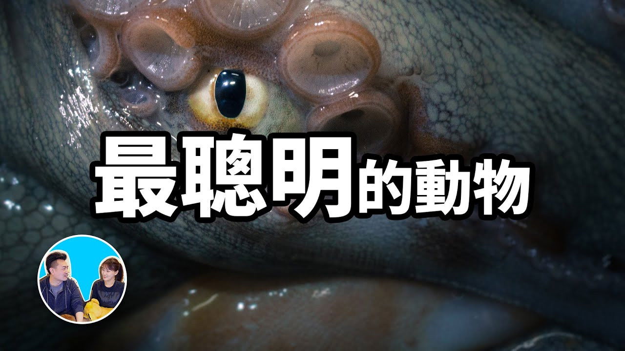 老高与小茉 — Épisode 153