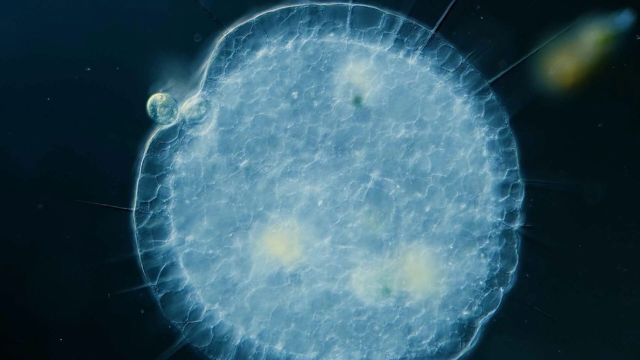 Journey to the Microcosmos — Épisode 6