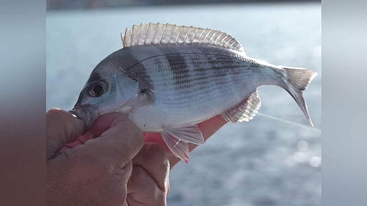 Destinazione Pesca — Épisode 9