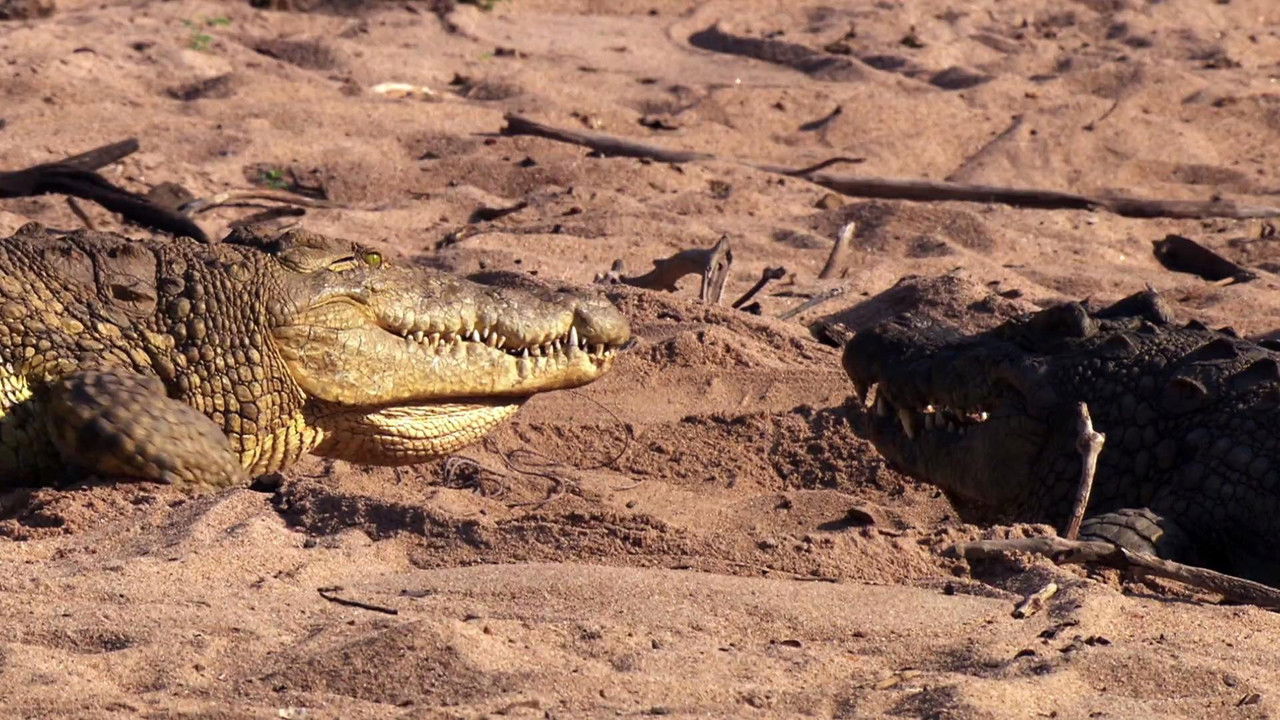 Crocodiles: Caring Killers