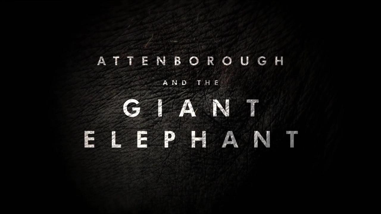 Attenborough and the Giant Elephant background