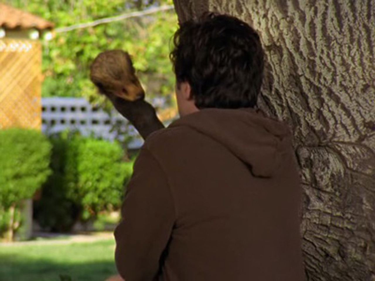 Scrubs — Mon gros oiseau