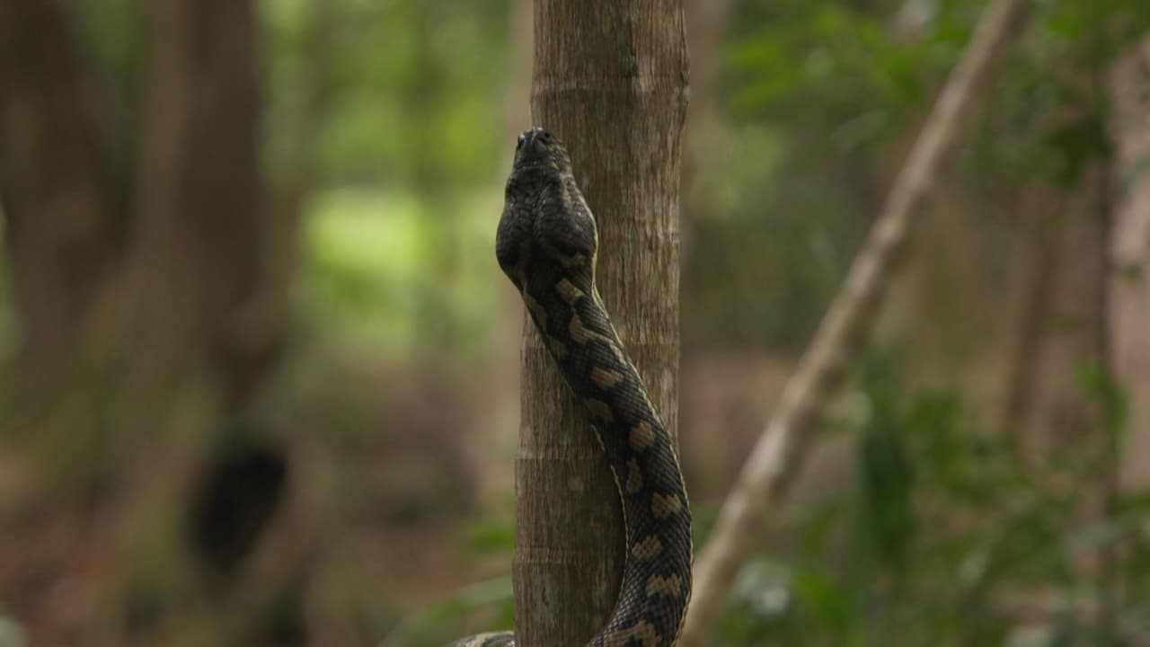 Aussie Snake Wranglers - Season 1 Episode 5 : Toilet Surprise