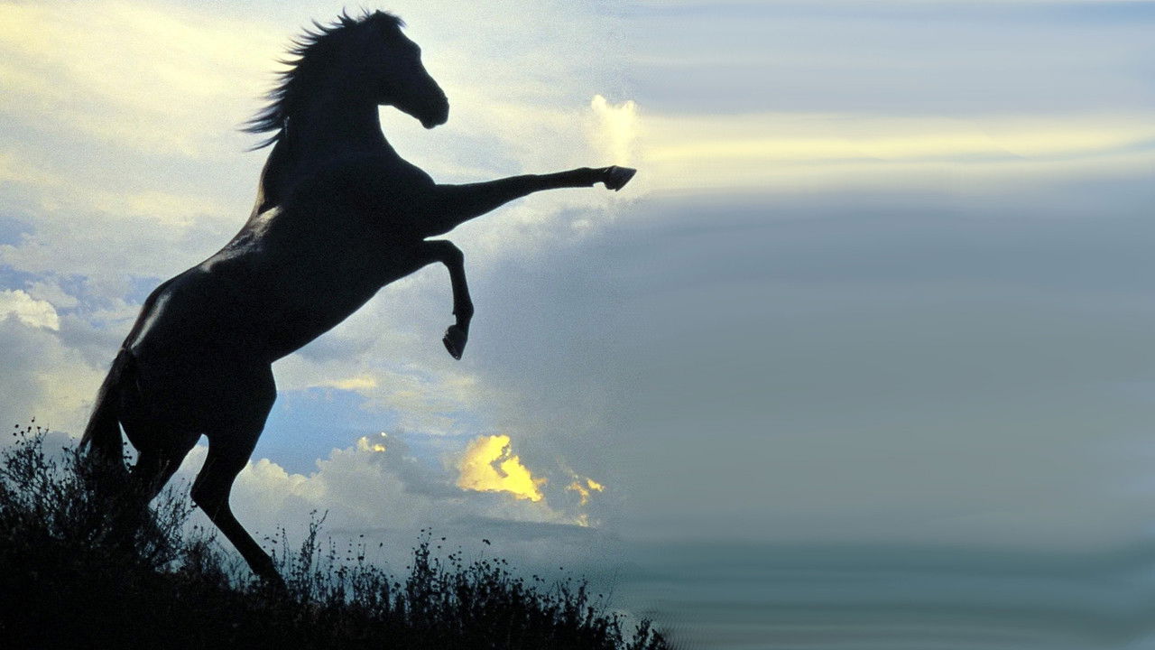 The Black Stallion backdrop