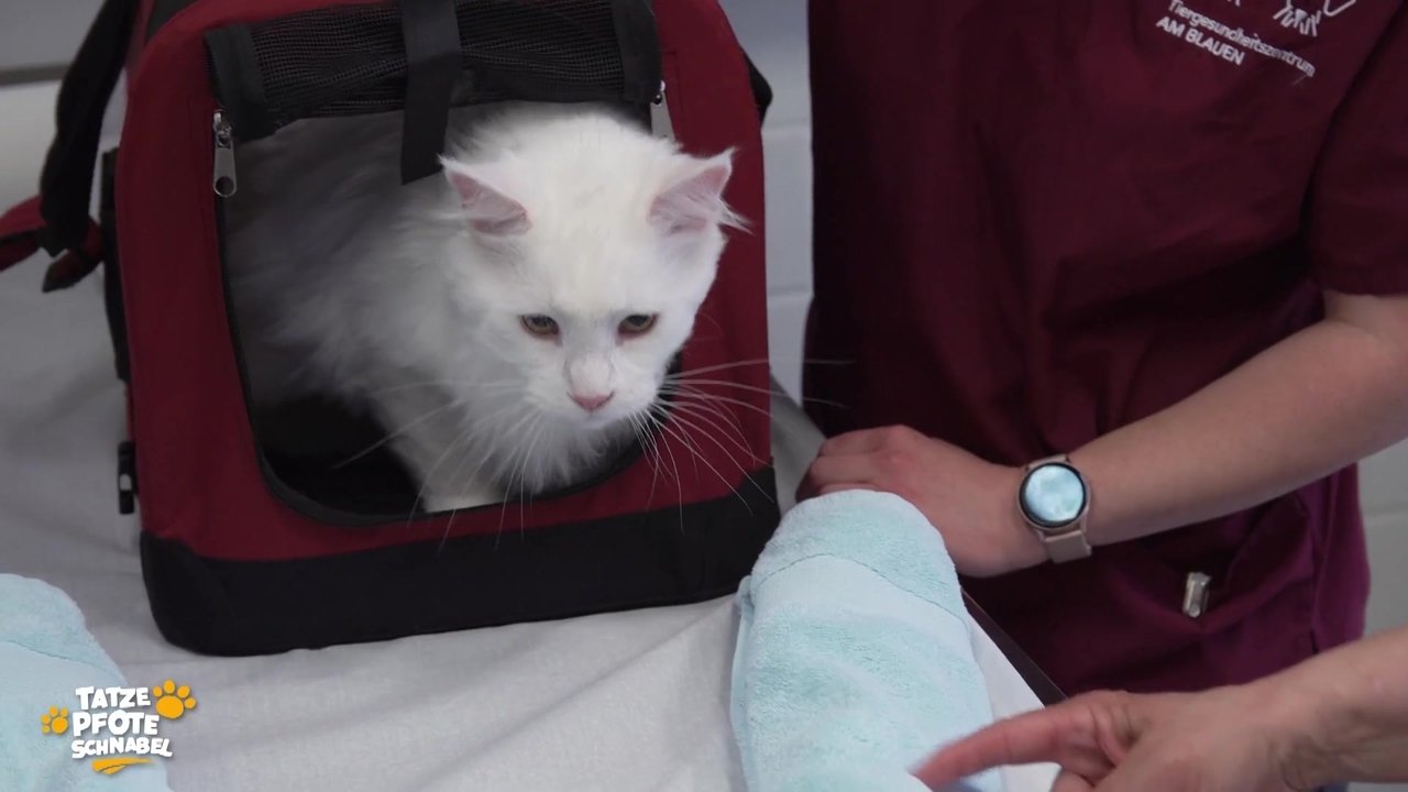 Tatze, Pfote, Schnabel - Season 1 Episode 12 : Episode 12