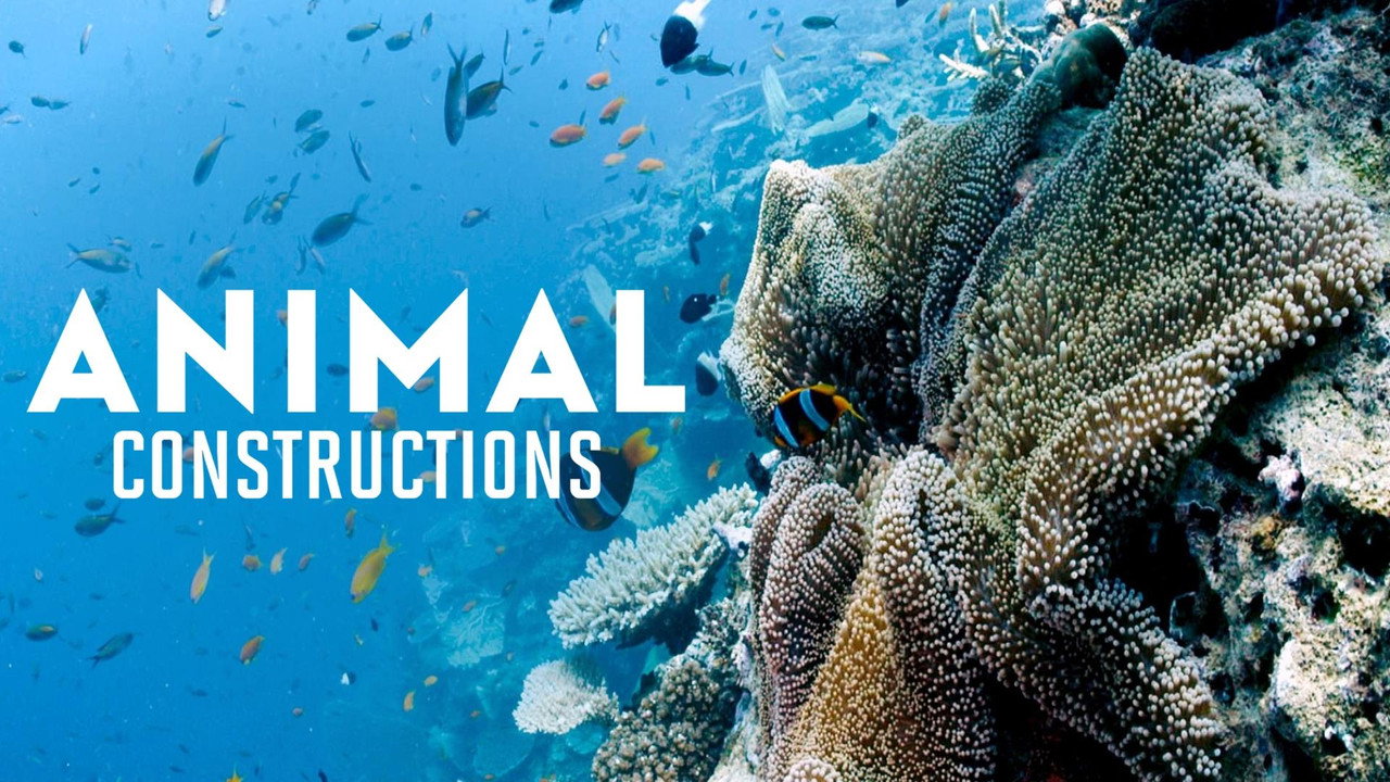 Animal Construction still 3