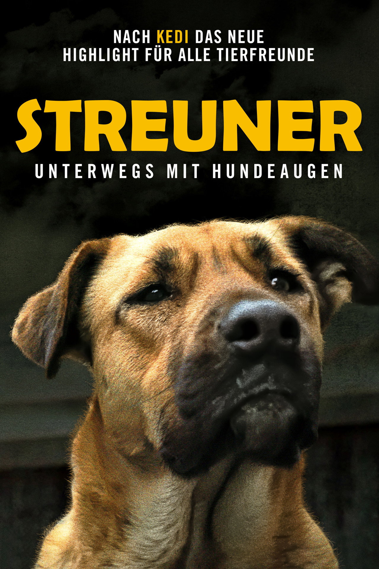 Stray filmaffisch