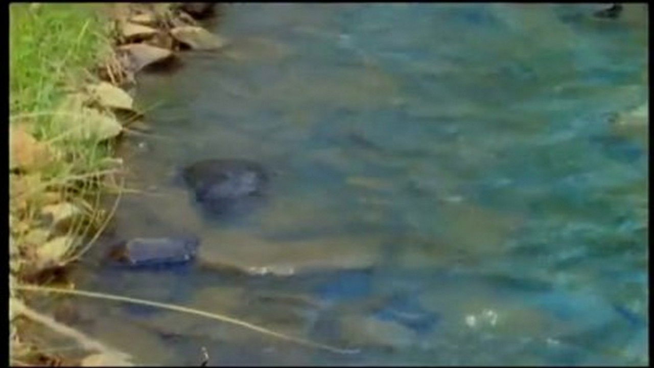 Mutual of Omaha's Wild Kingdom — Épisode 14