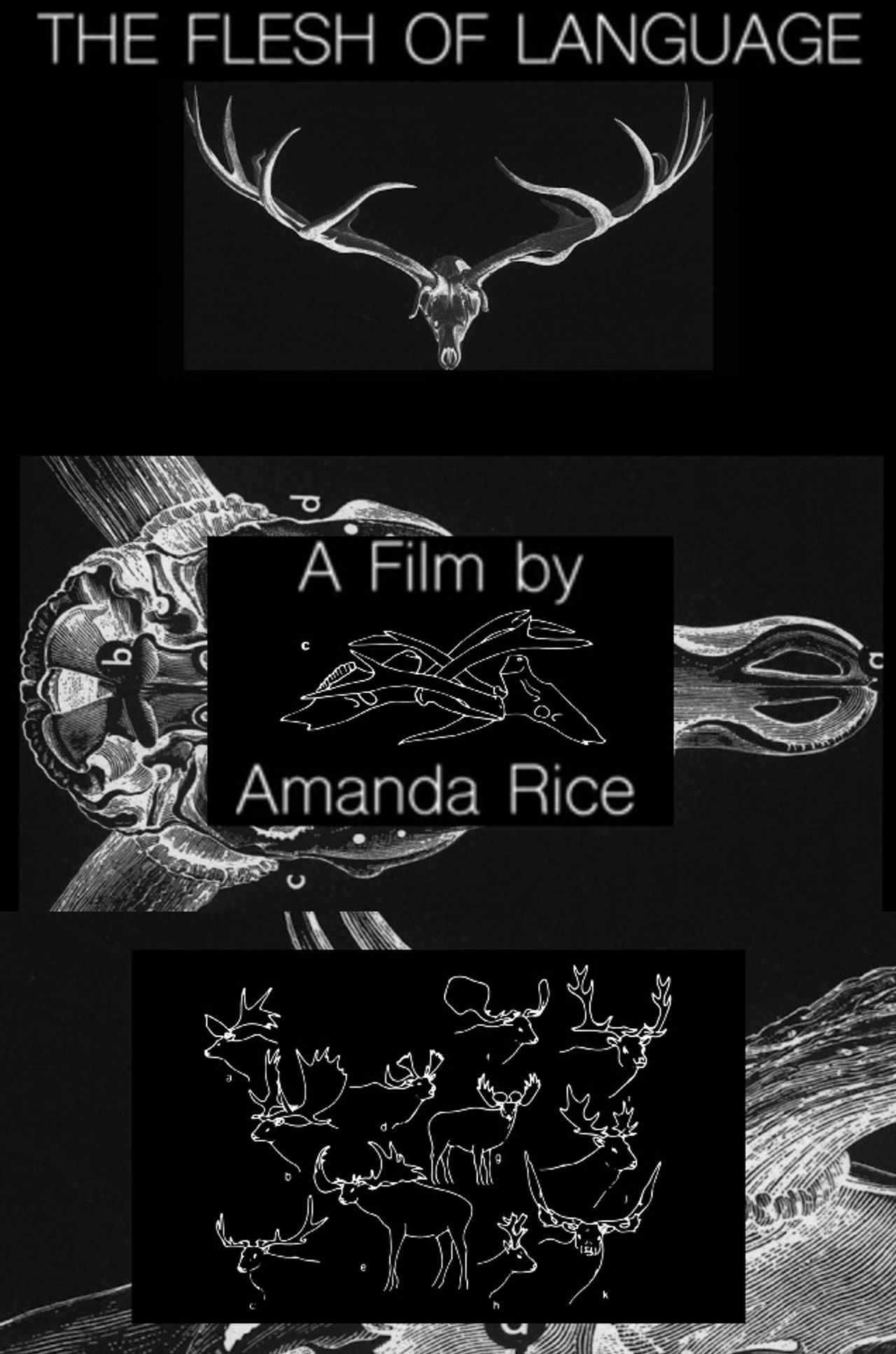 The Flesh of Language Backdrop