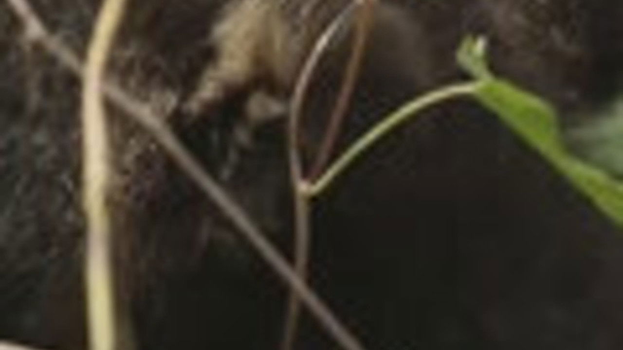 传奇故事 — Épisode 15