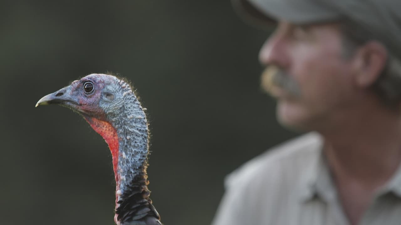 Nature - Season 30 Episode 4 : My Life as a Turkey