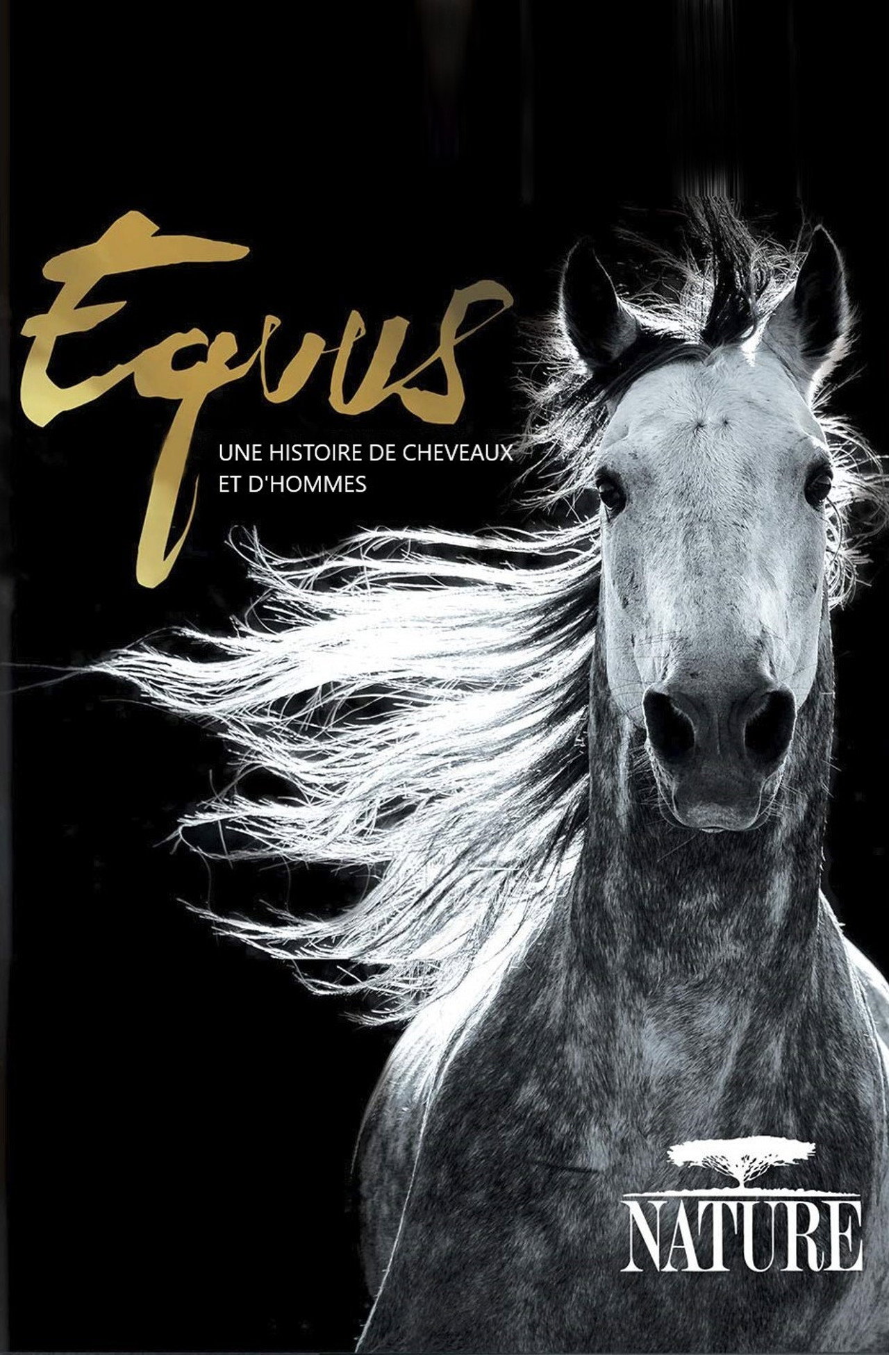Equus, une histoire de chevaux et d'hommes filmaffisch