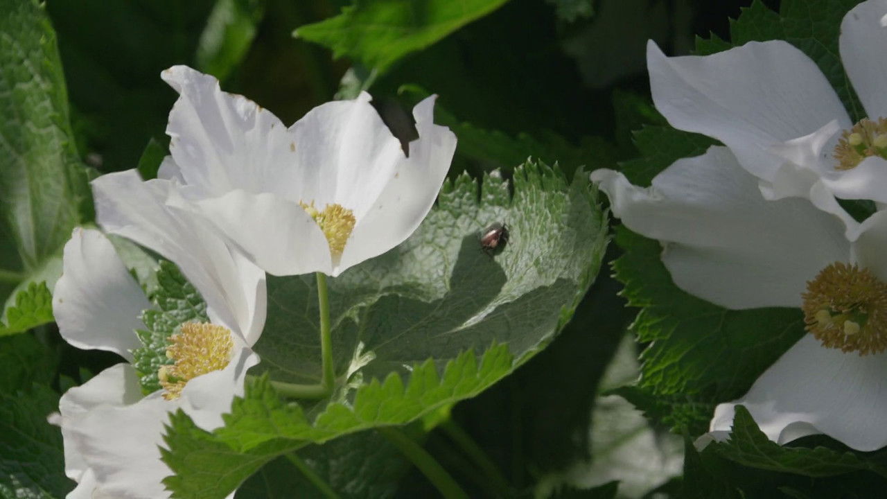 Little Forest: Winter/Spring backdrop