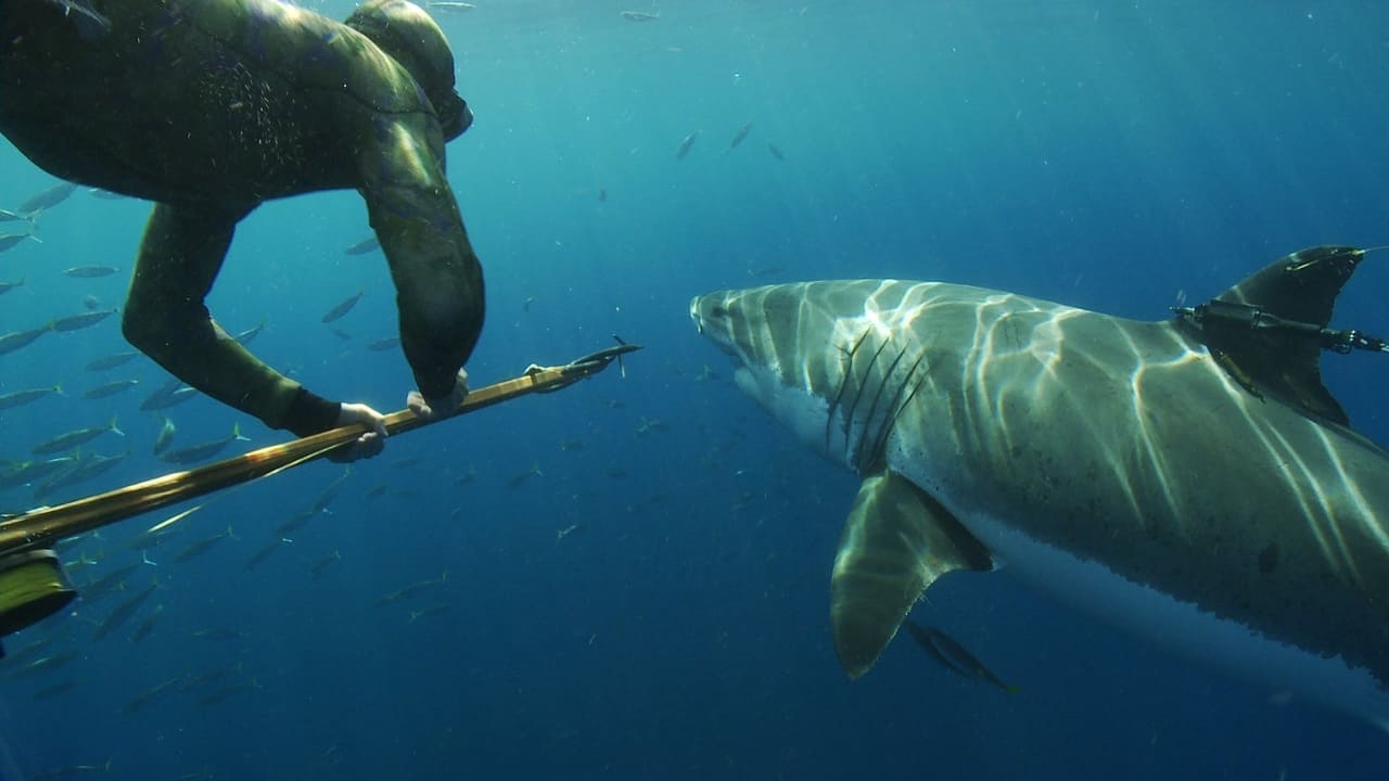Great White Shark: Beyond the Cage of Fear background