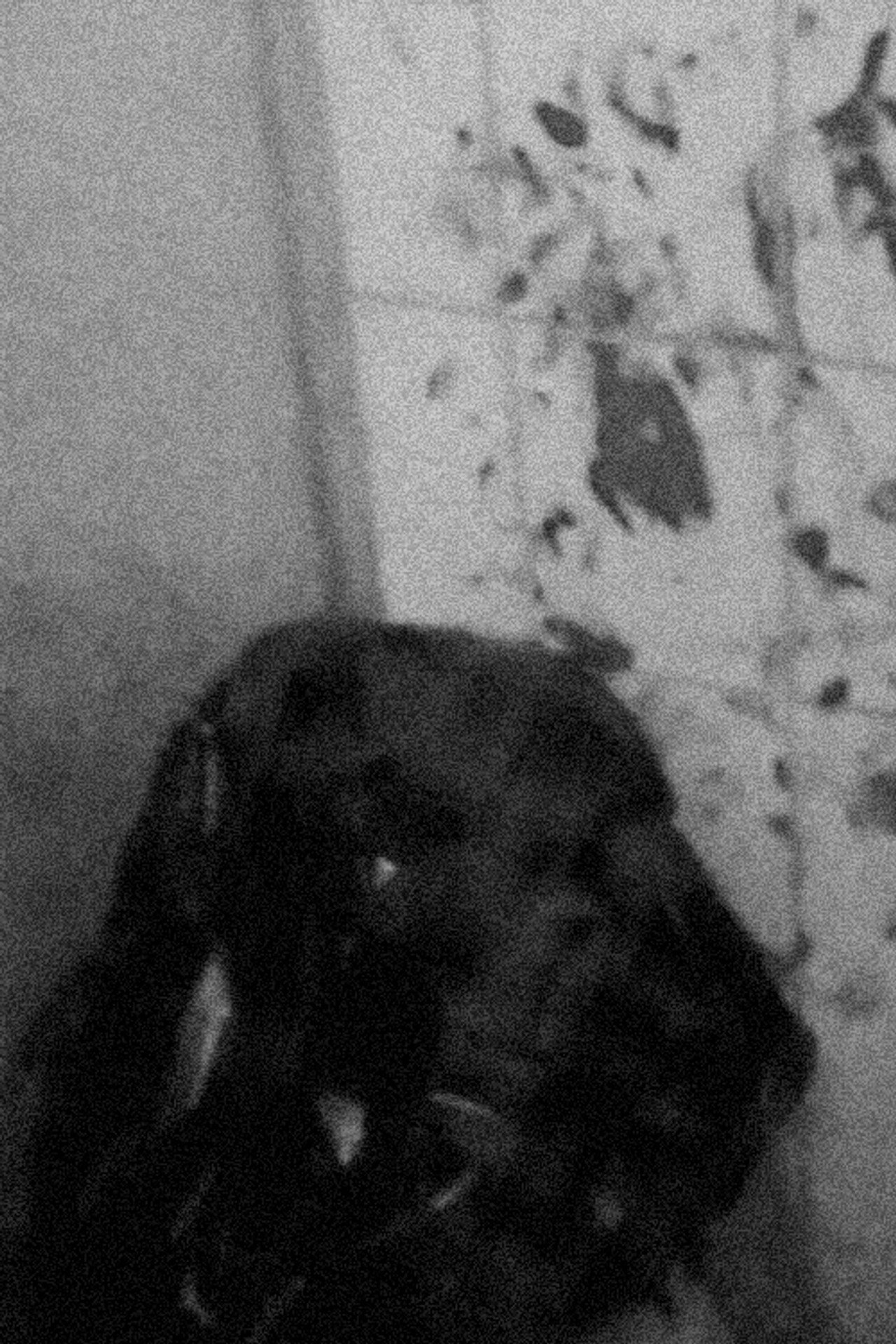 Last Confession filmaffisch
