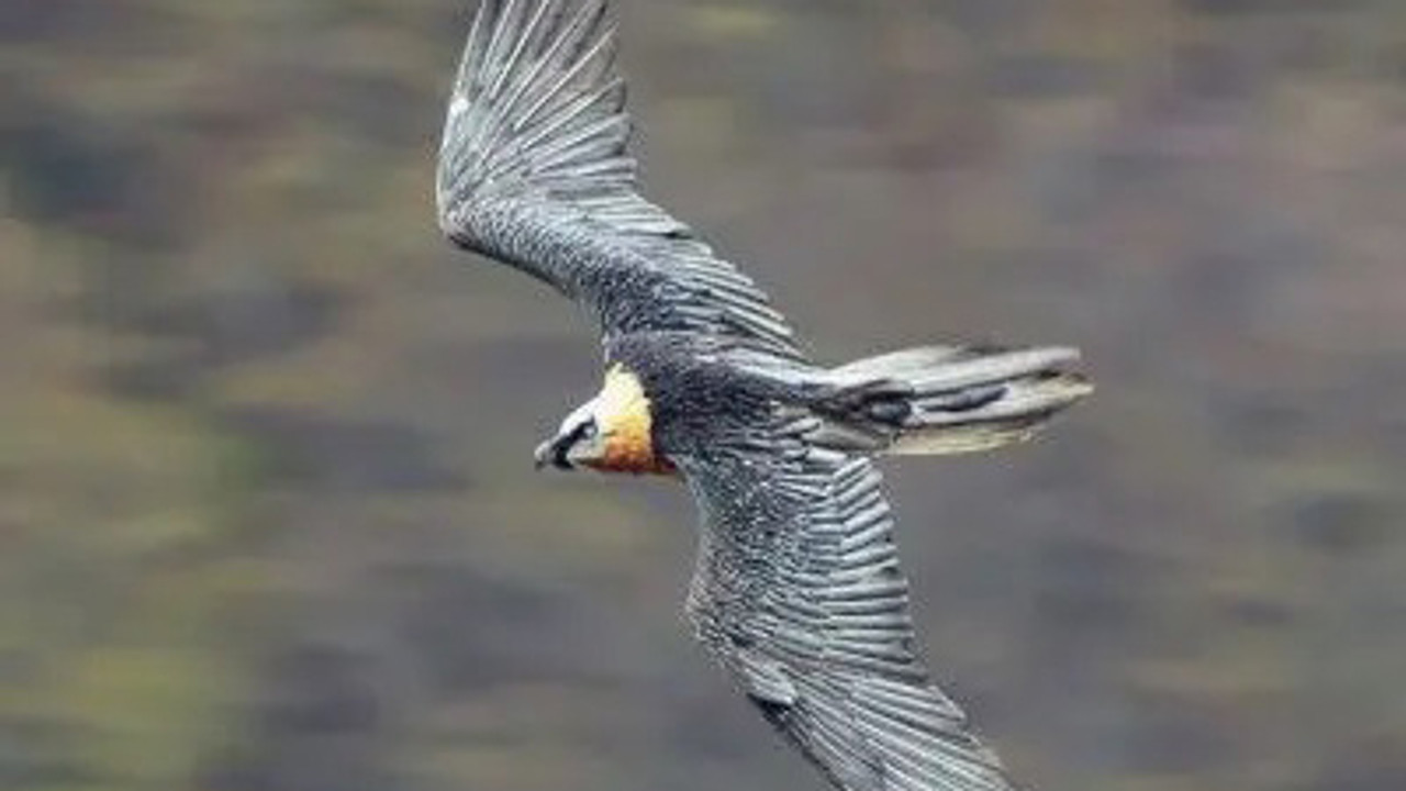 Les Pyrénées secrètes — Le Gypaète barbu, corsaire des cimes