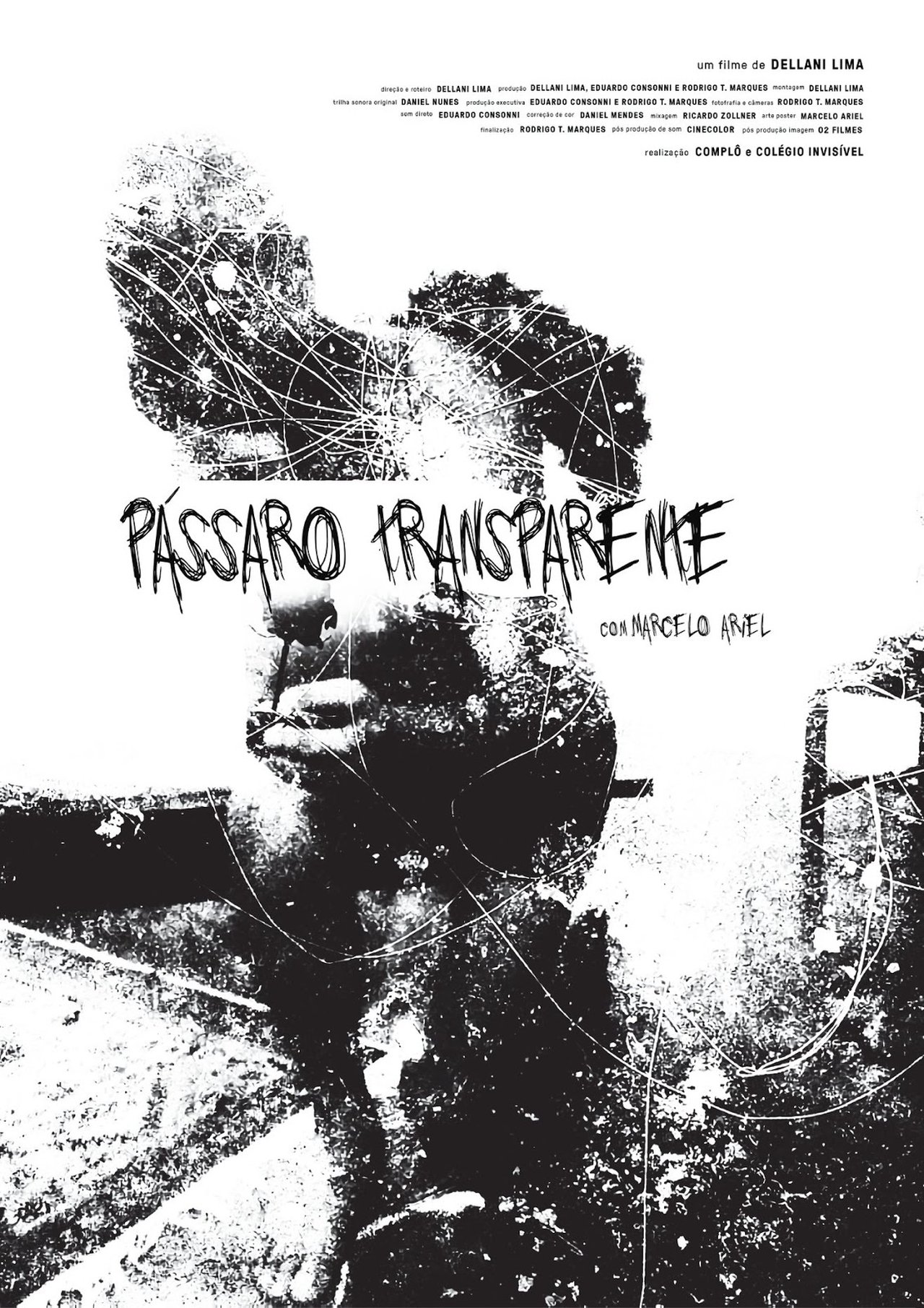 Pássaro Transparente Pássaro Transparente