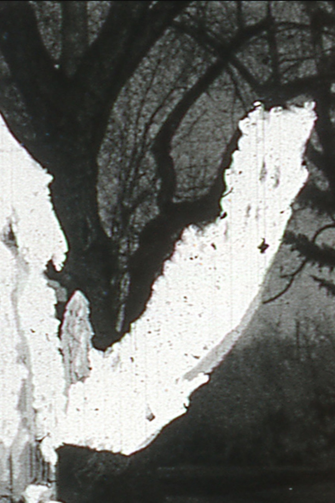Black Vision