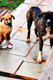 Almas Silenciosas poster