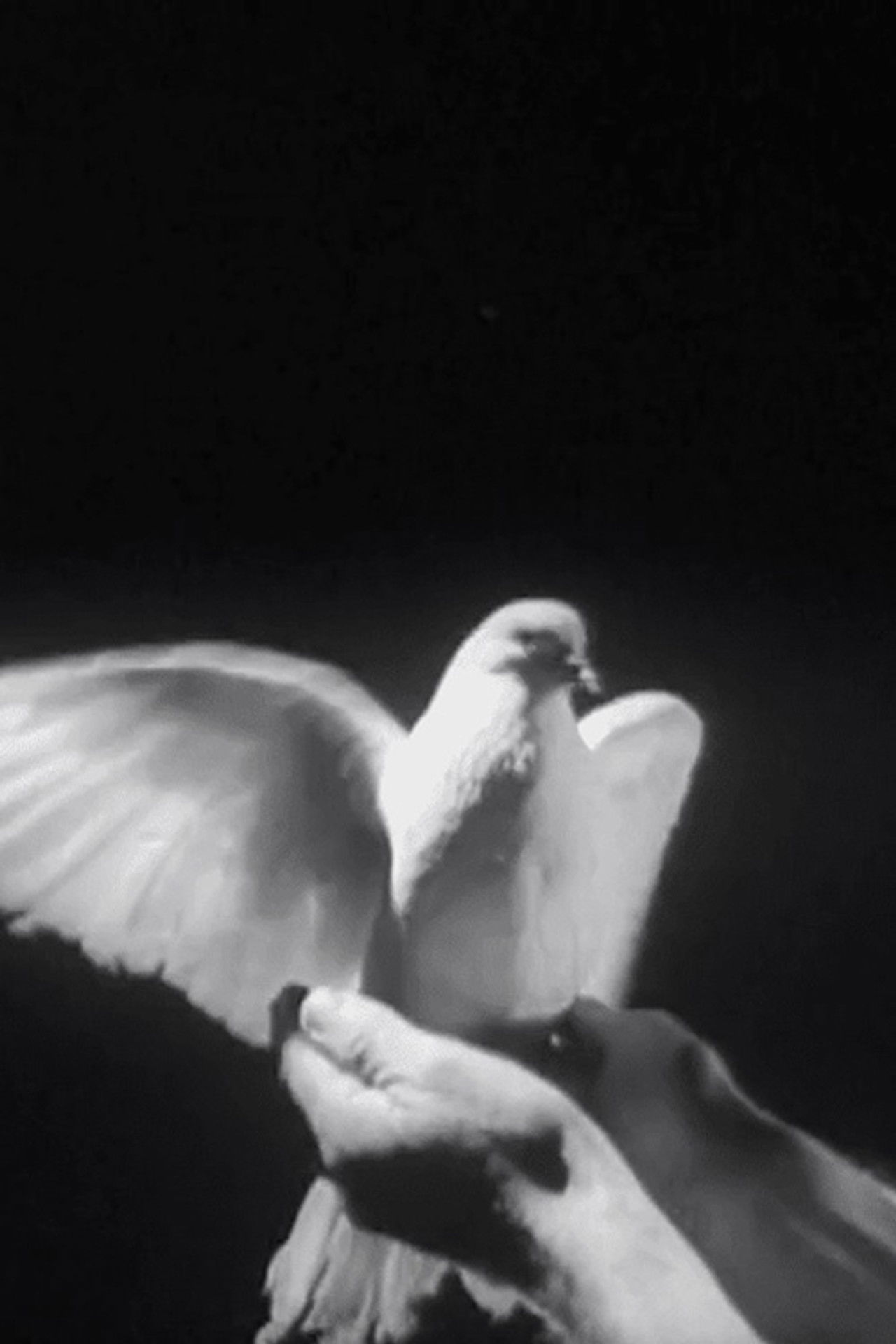 The Butterfly and the Candle Flame Backdrop