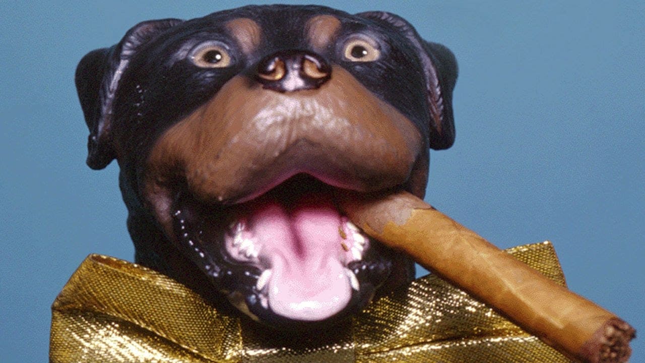 Scen från Late Night with Conan O'Brien: The Best of Triumph the Insult Comic Dog