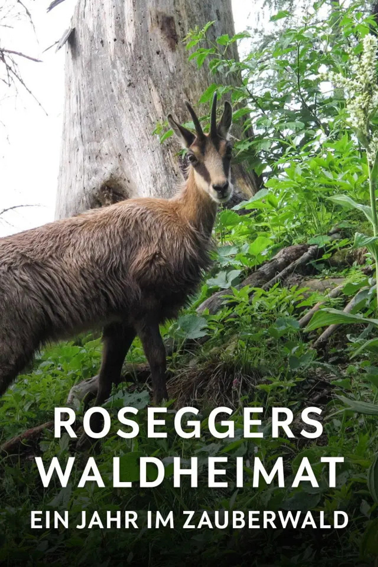 Roseggers Waldheimat - Ein Jahr im Zauberwald filmaffisch