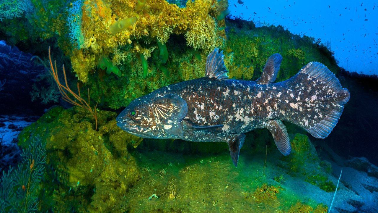 The Coelacanth, a dive into our origins backdrop