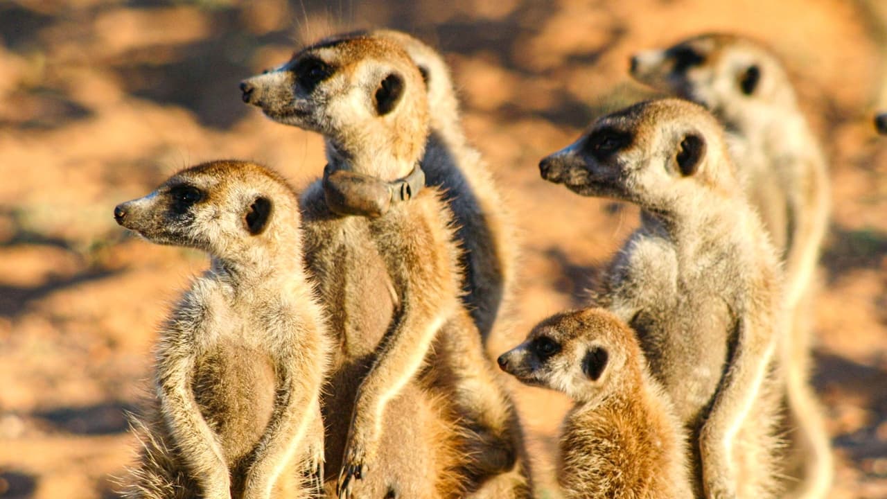 Scen från Meerkat Manor: The Story Begins