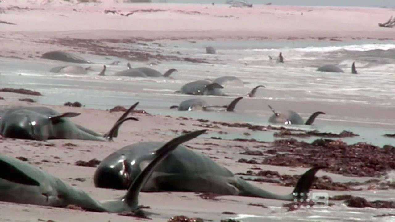 World's Weirdest — Épisode 9