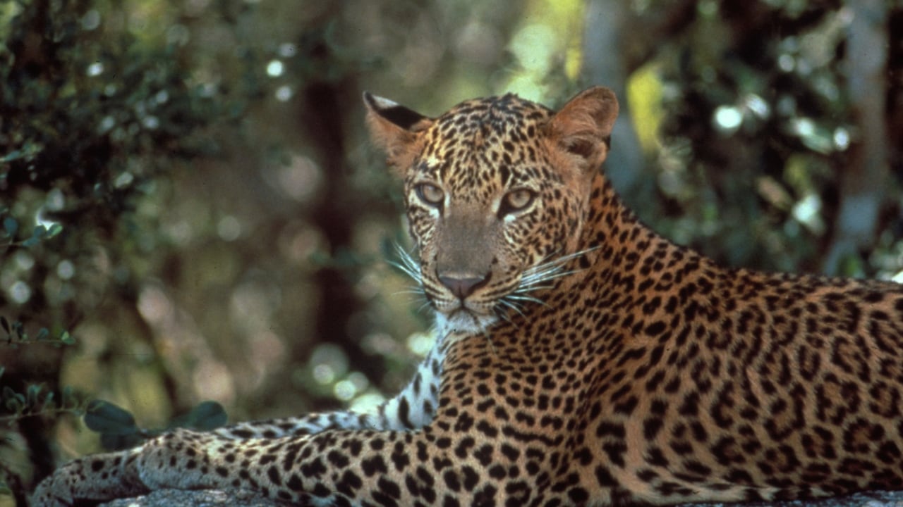 Nature - Season 21 Episode 12 : Leopards of Yala