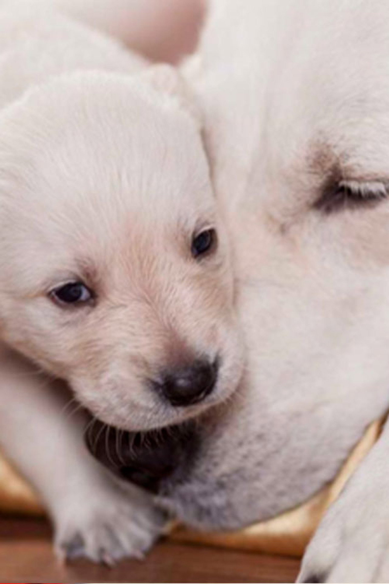 The Wonderful World of Puppies poster