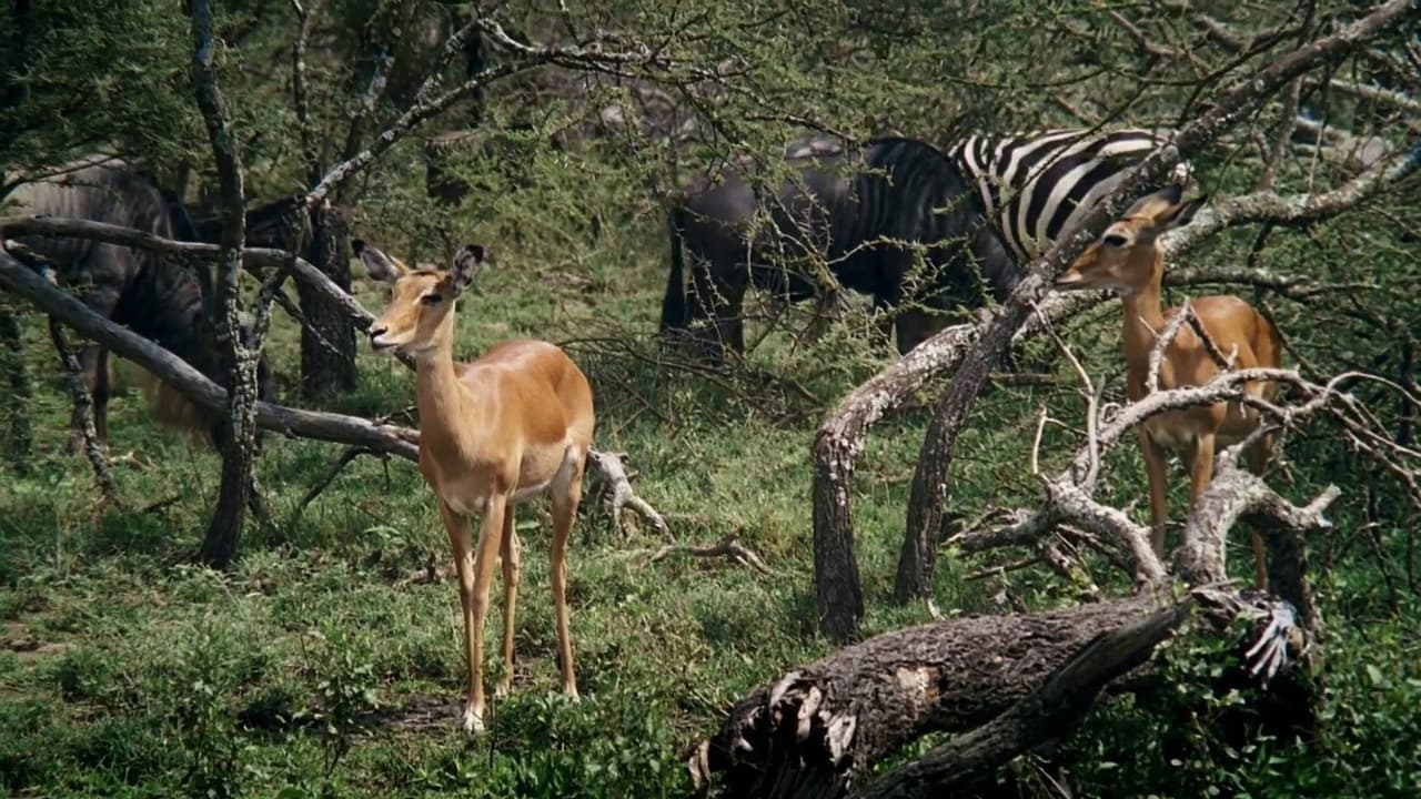 African Bambi background