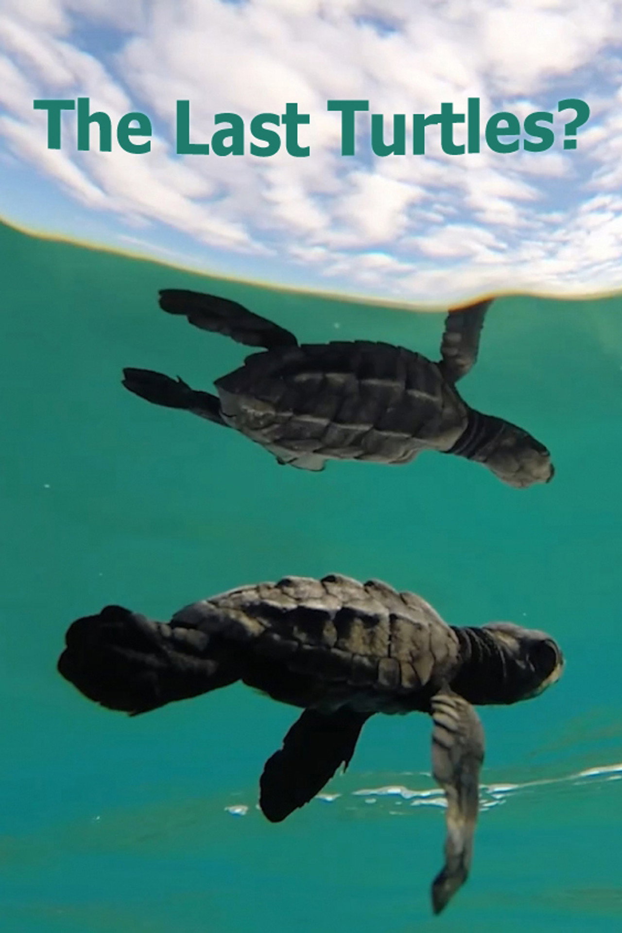 The Last Turtles? (2021)